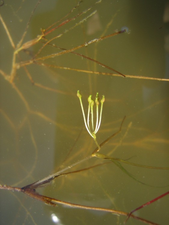 Ruppia maritima